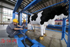 河南洛陽：一家企業(yè)研發(fā)出自動(dòng)擠奶機(jī)器人
